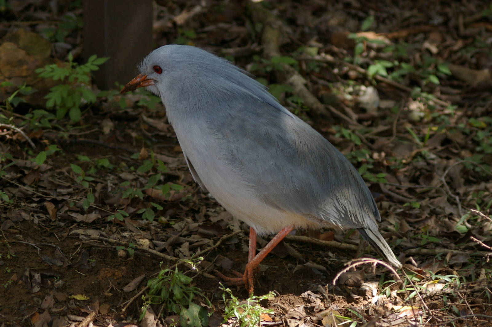 kagu (Rhynochetos jubatus)