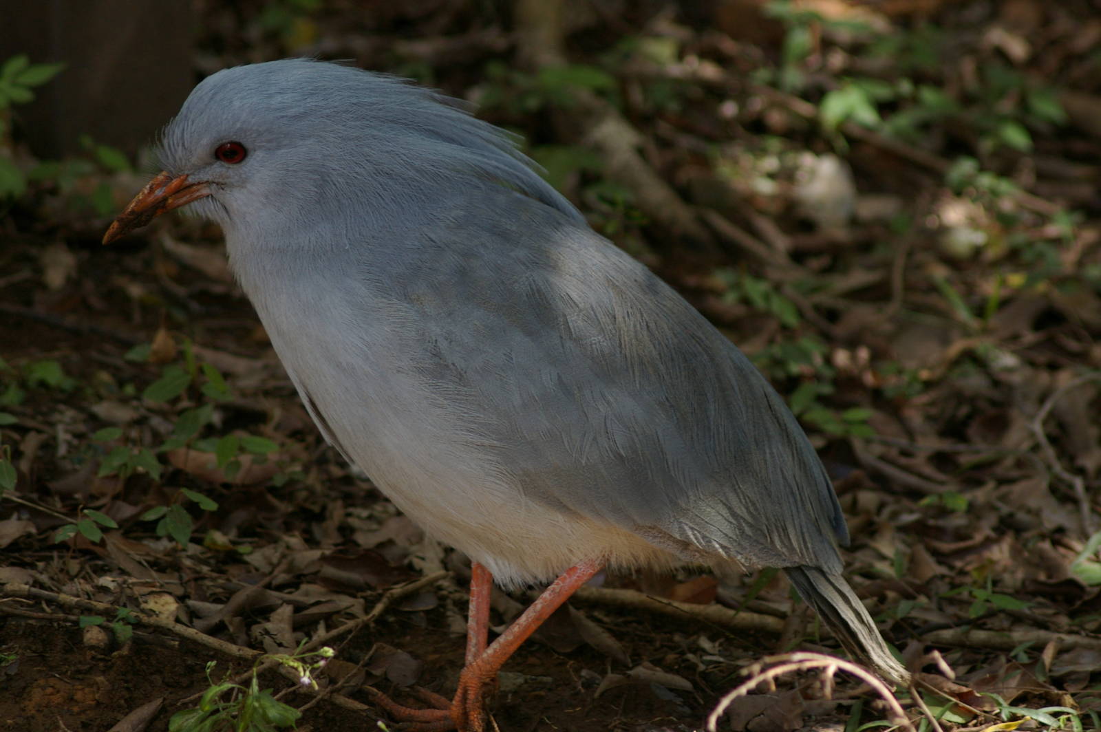 kagu (Rhynochetos jubatus)