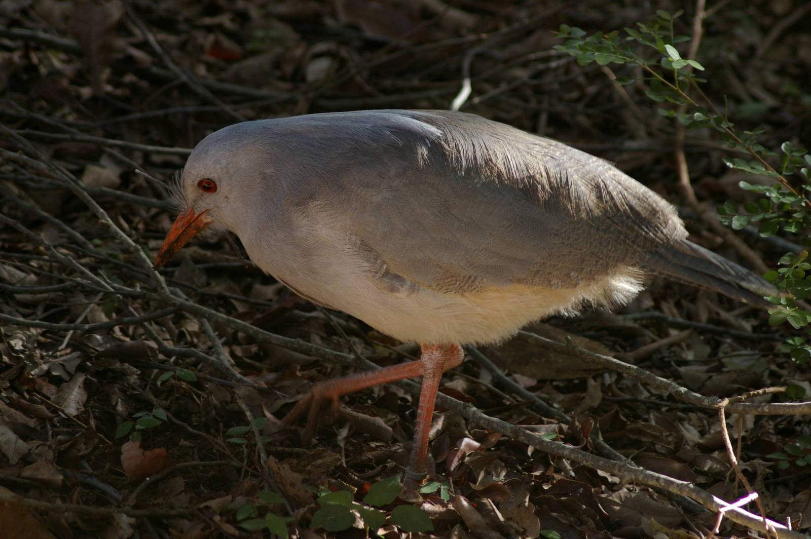 kagu (Rhynochetos jubatus)
