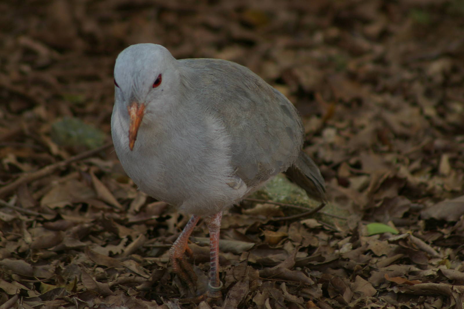 kagu (Rhynochetos jubatus)