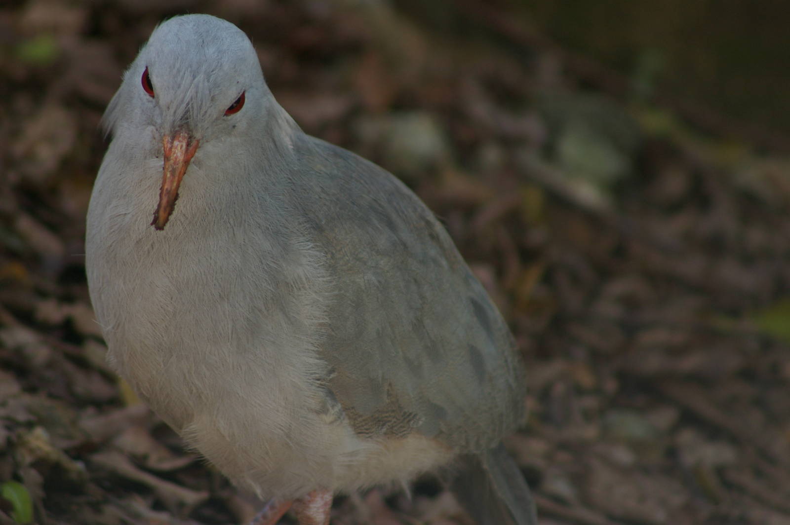 kagu (Rhynochetos jubatus)