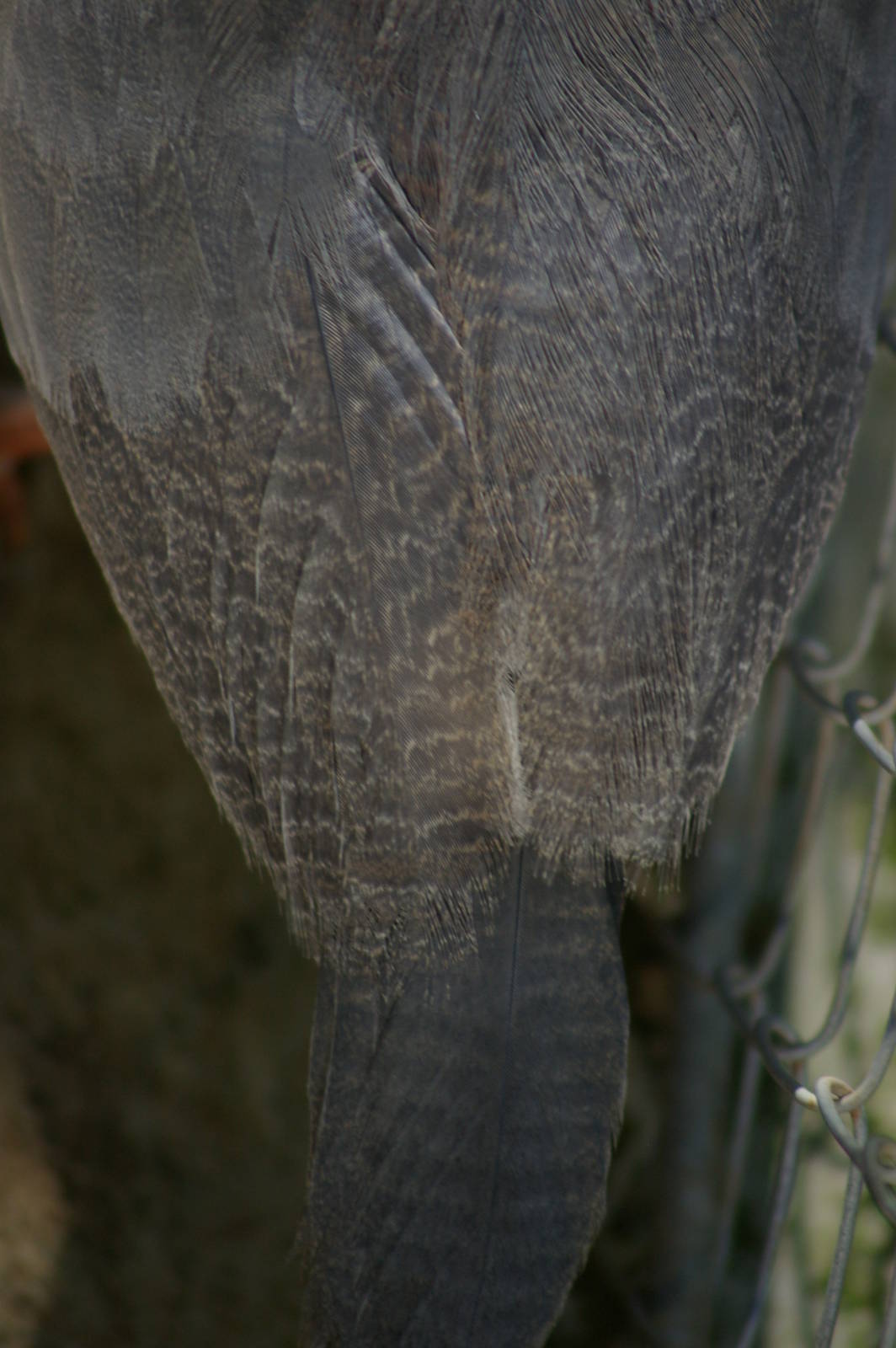 kagu (Rhynochetos jubatus)