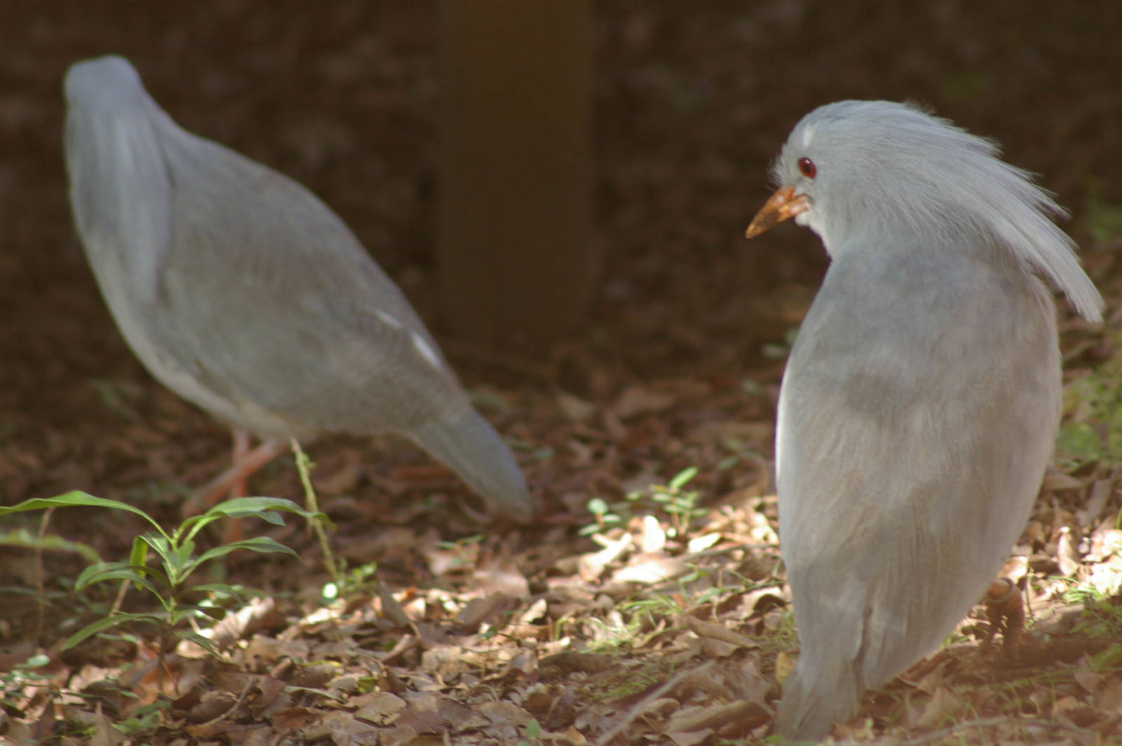 kagu (Rhynochetos jubatus)