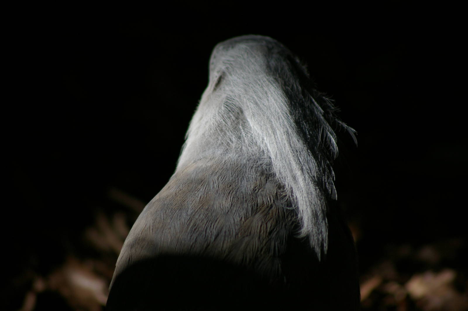 kagu (Rhynochetos jubatus)
