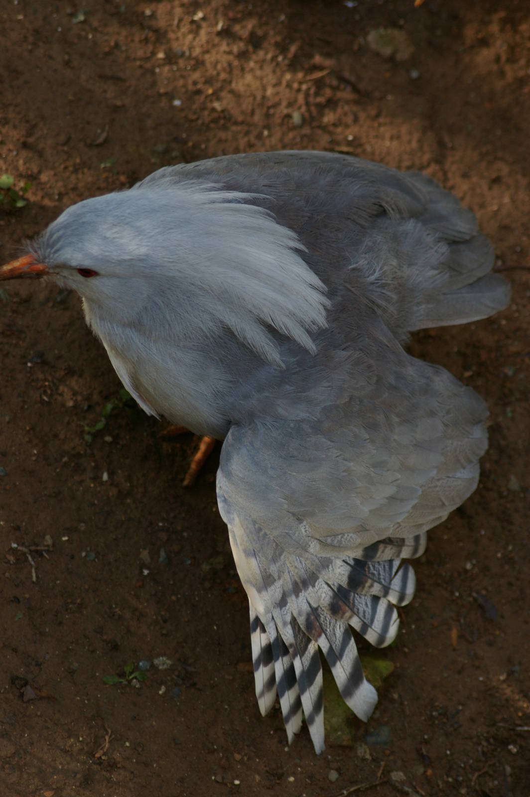 kagu (Rhynochetos jubatus)