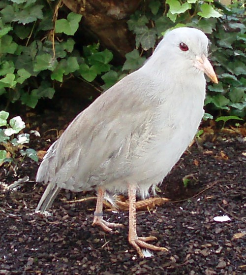 Kagu (Rhynochetos jubatus)