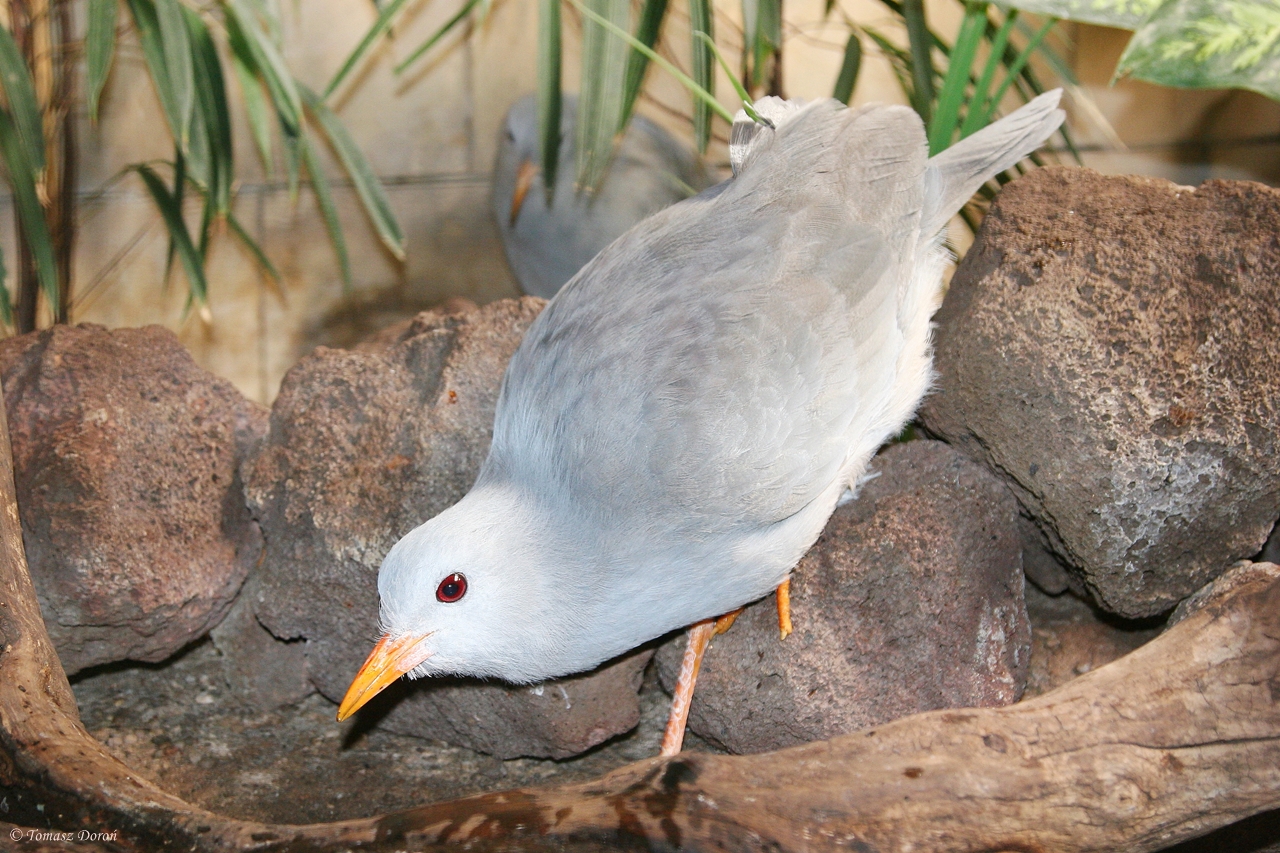 Kagu (Rhynochetos jubatus)