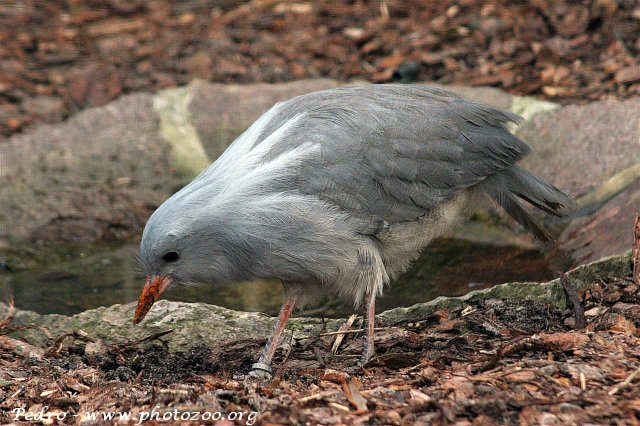 Kagu (Rhynochetos jubatus)