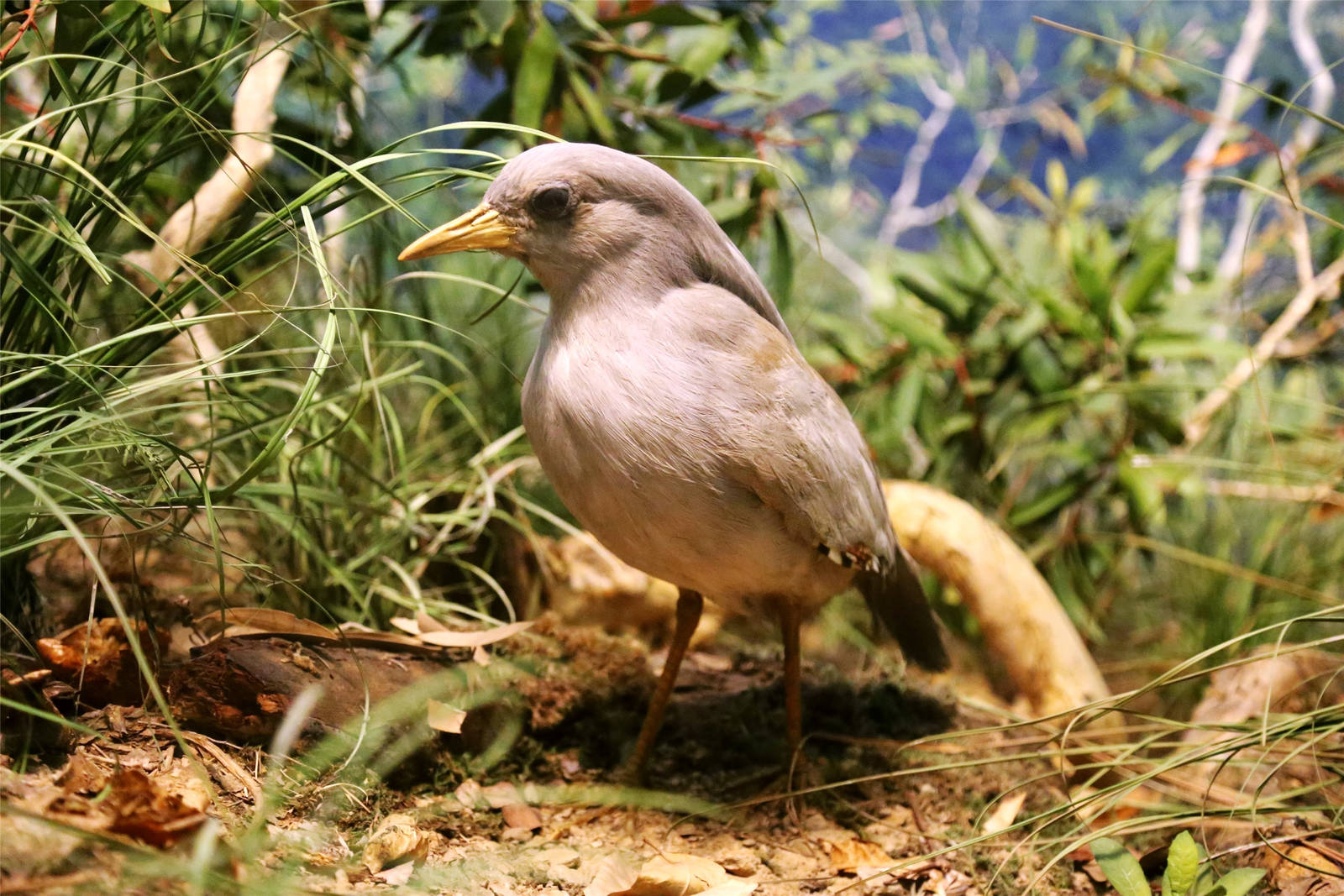 Kagu (Rhynochetos jubatus)