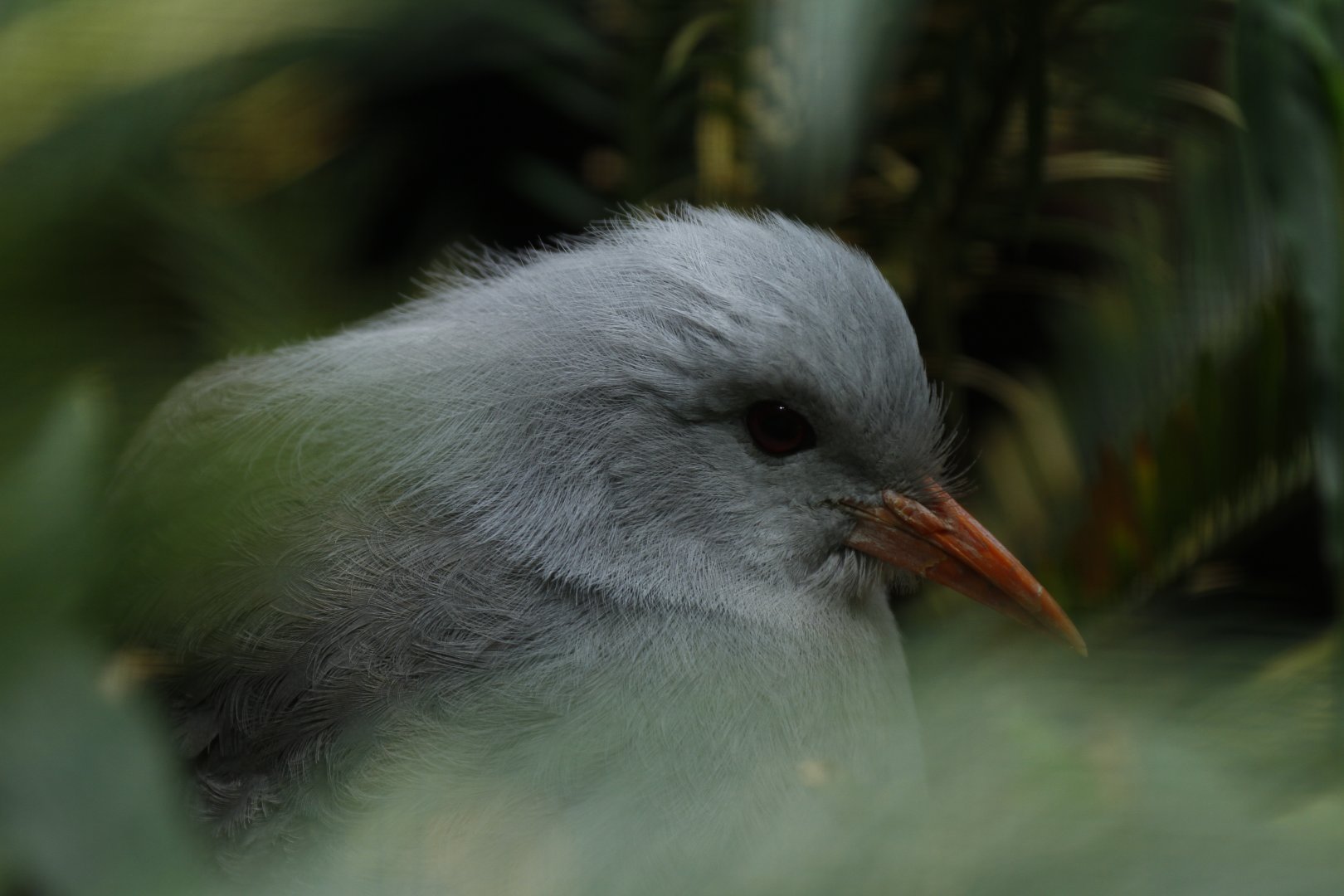 Kagu (Rhynochetos jubatus)