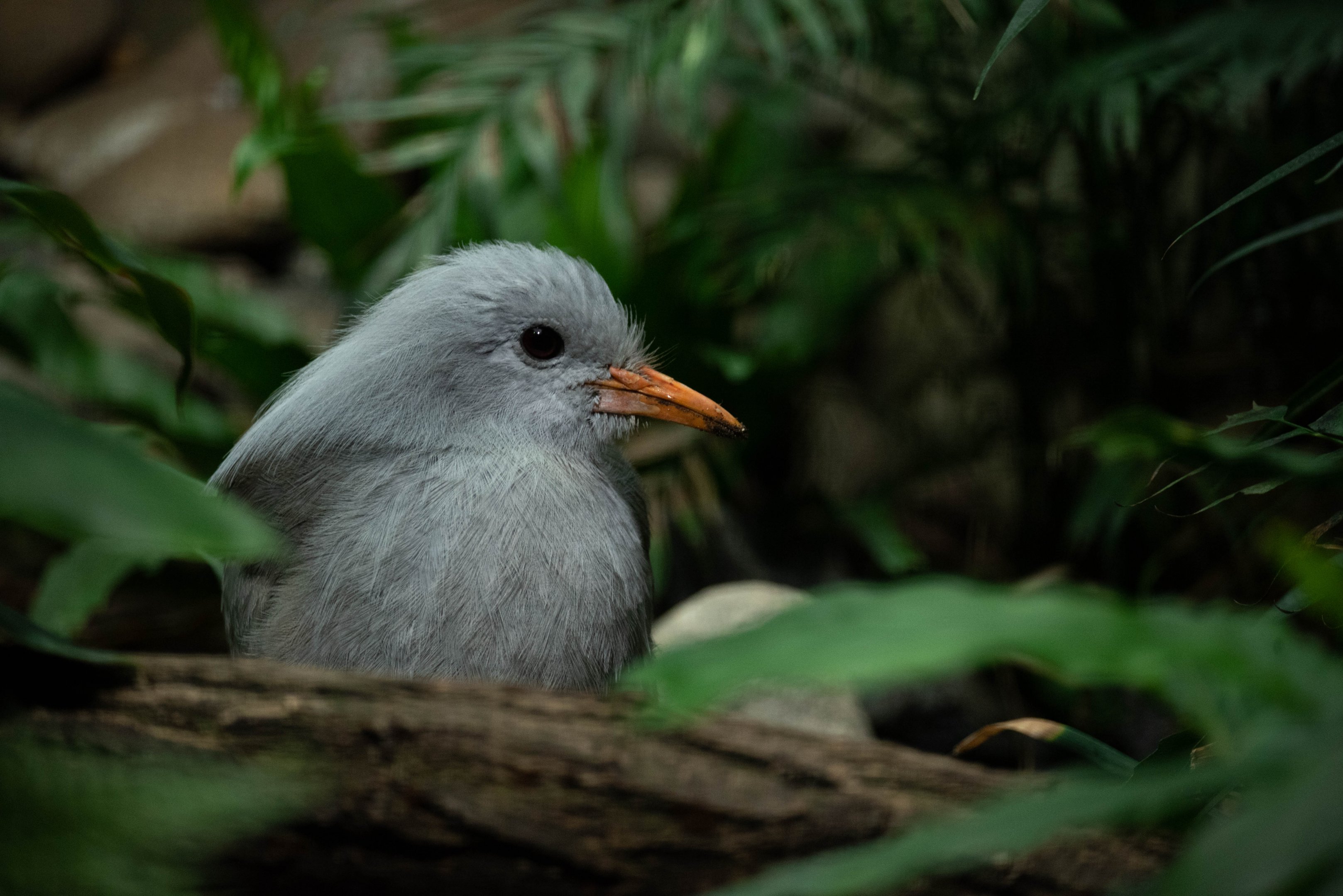 Kagu - Rhynochetos jubatus