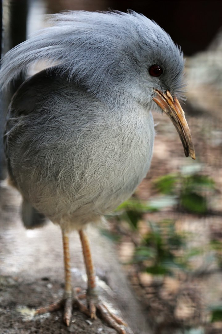 Kagu (Rhynochetos jubatus)