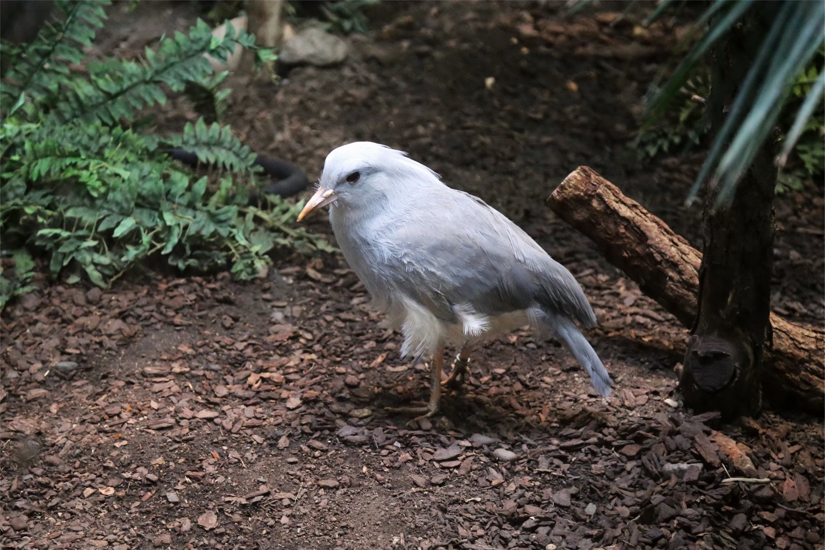 Kagu (Rhynochetos jubatus)