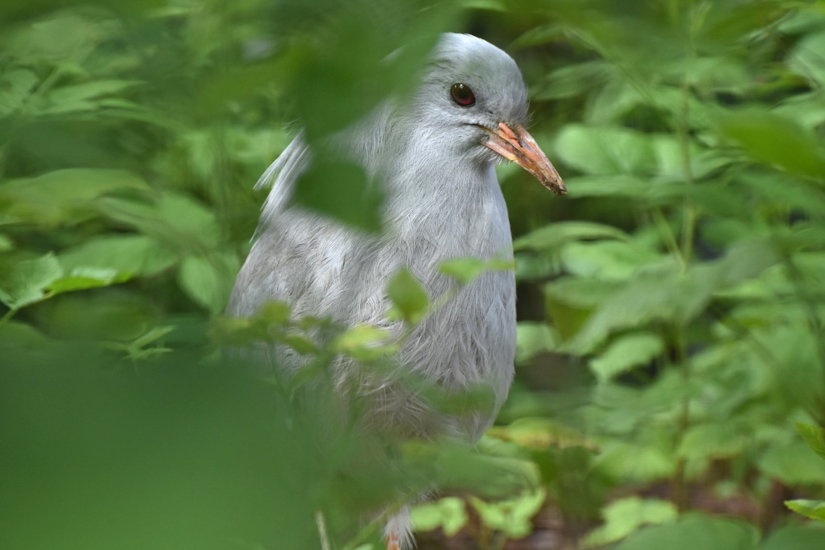 Kagu Rhynochetos jubatus