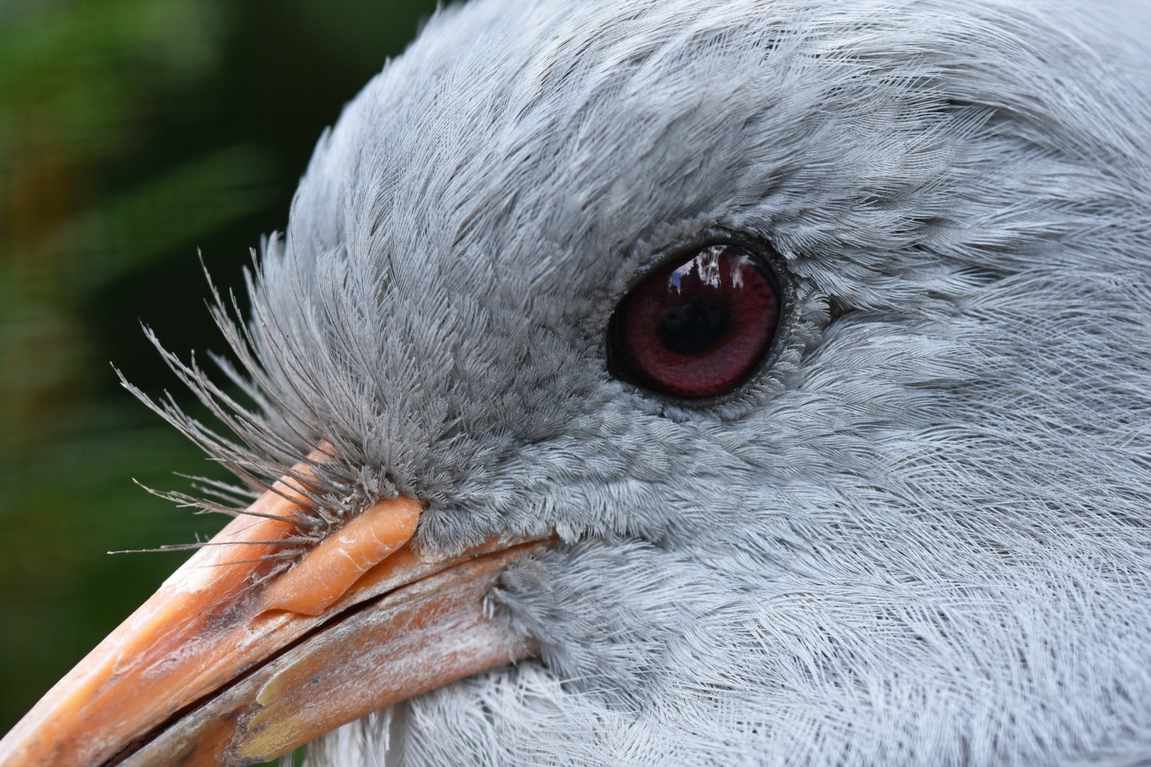 Kagu Rhynochetos jubatus