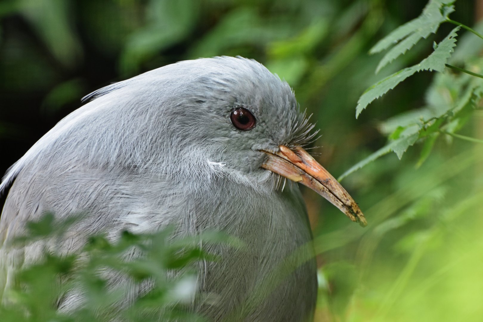 Kagu Rhynochetos jubatus