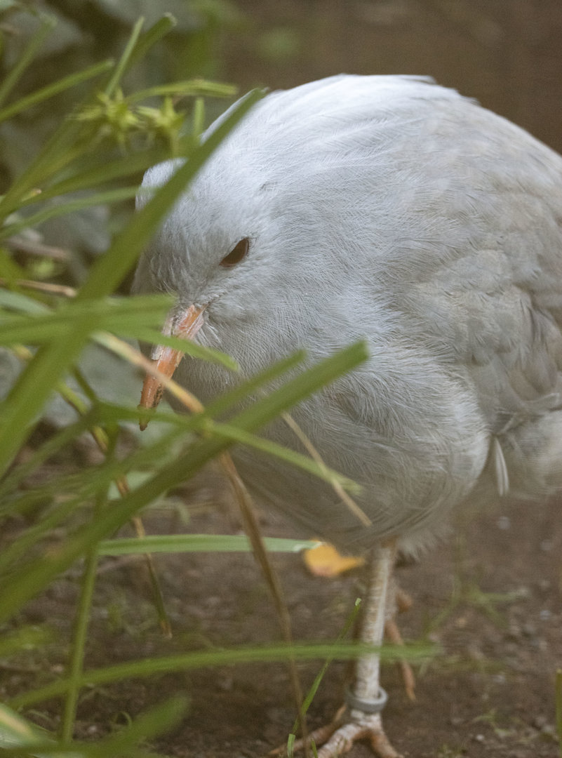 Kagu (Rhynochetos jubatus)