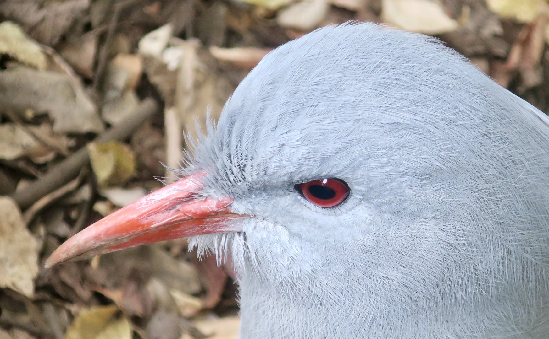 Kagu (Rhynochetos jubatus)