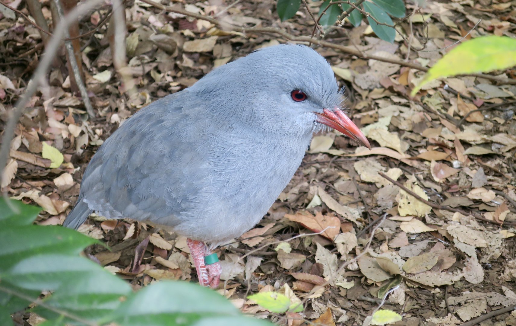 Kagu (Rhynochetos jubatus)
