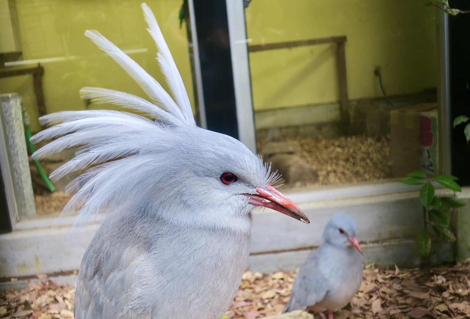 Kagu (Rhynochetos jubatus)