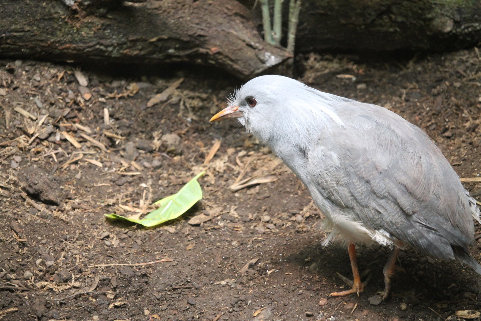 Kagu (Rhynochetos jubatus)