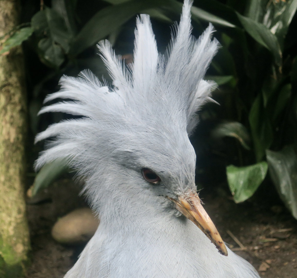 Kagu (Rhynochetos jubatus)