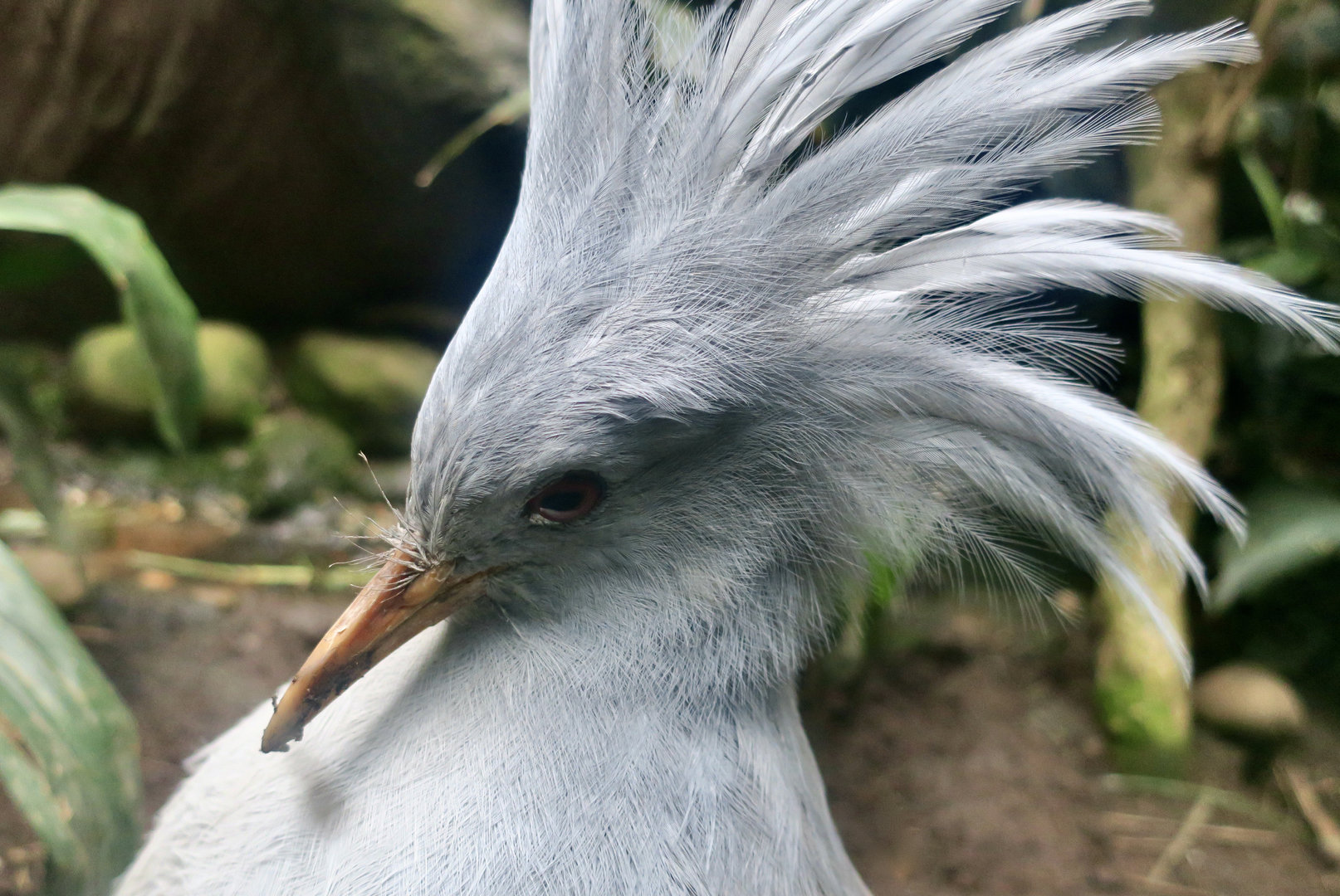 Kagu (Rhynochetos jubatus)