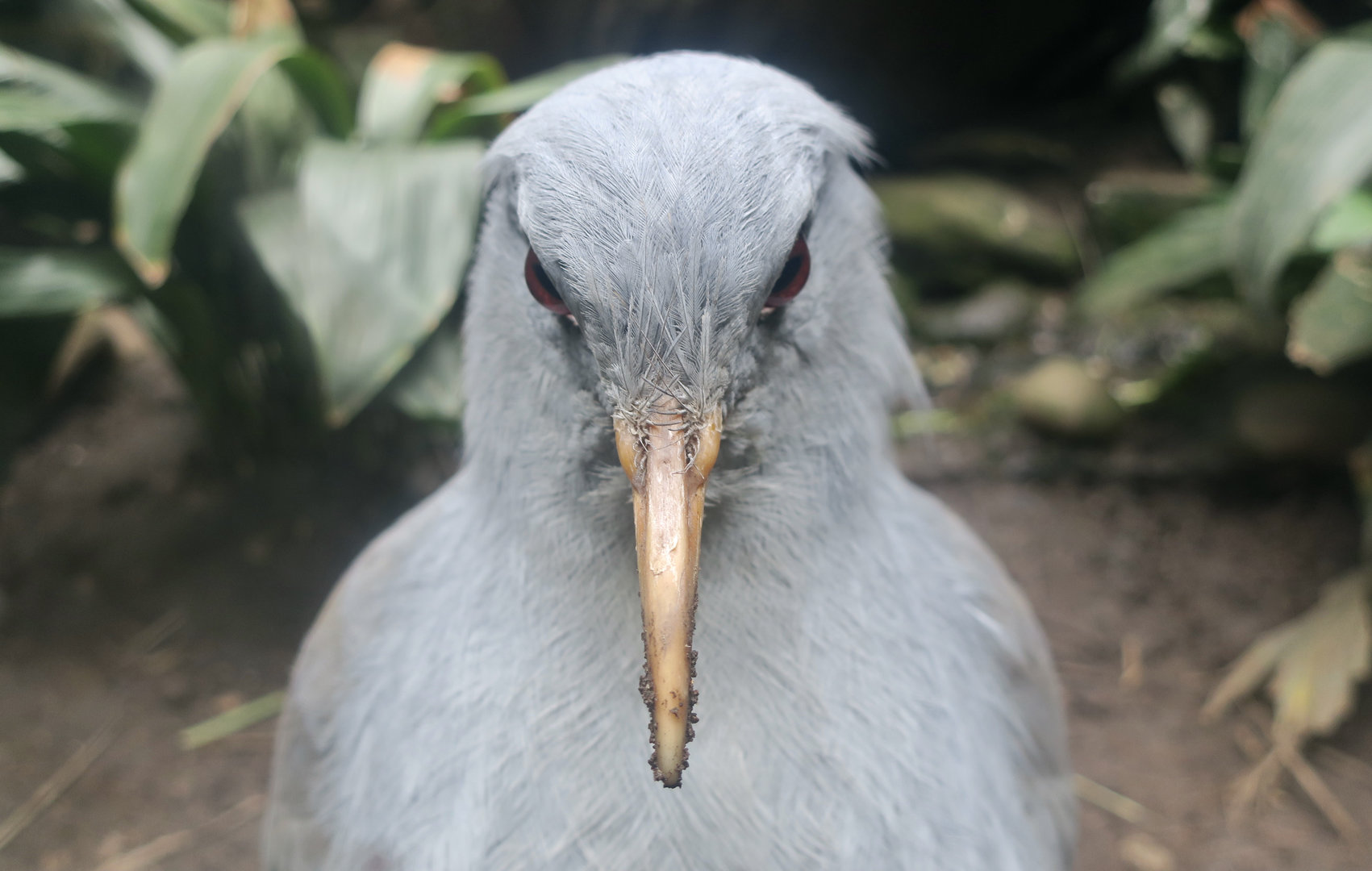 Kagu (Rhynochetos jubatus)