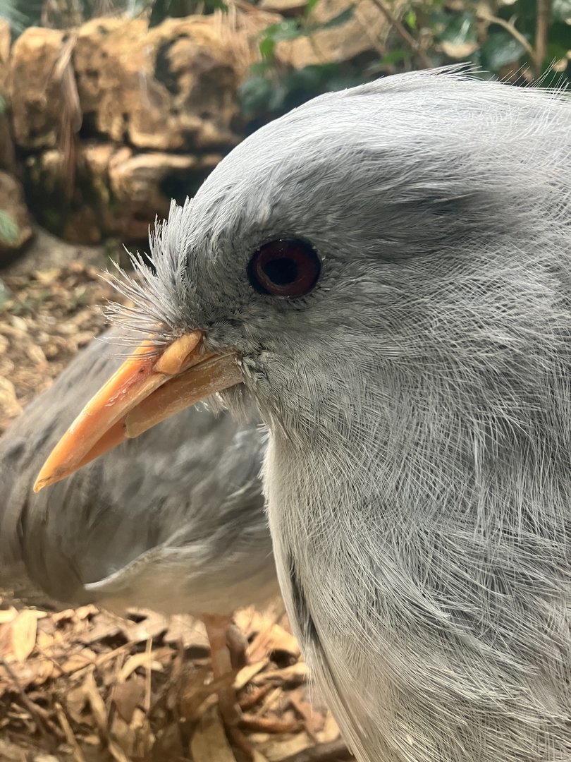 Kagu (Rhynochetos jubatus)