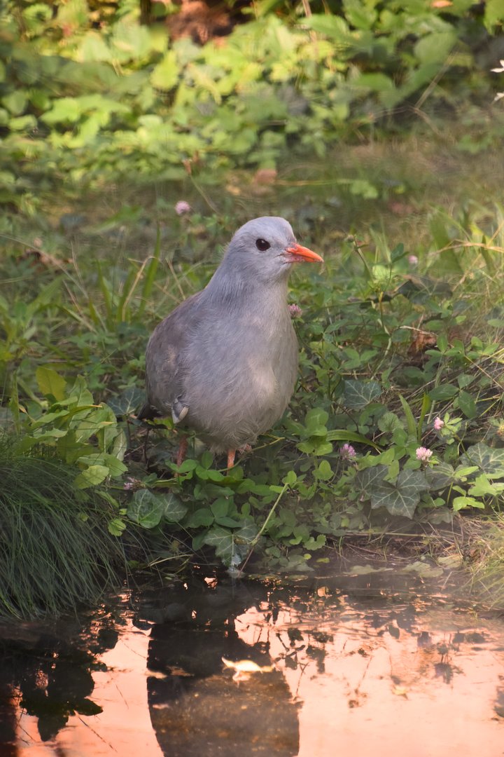 Kagu, Rhynochetos jubatus