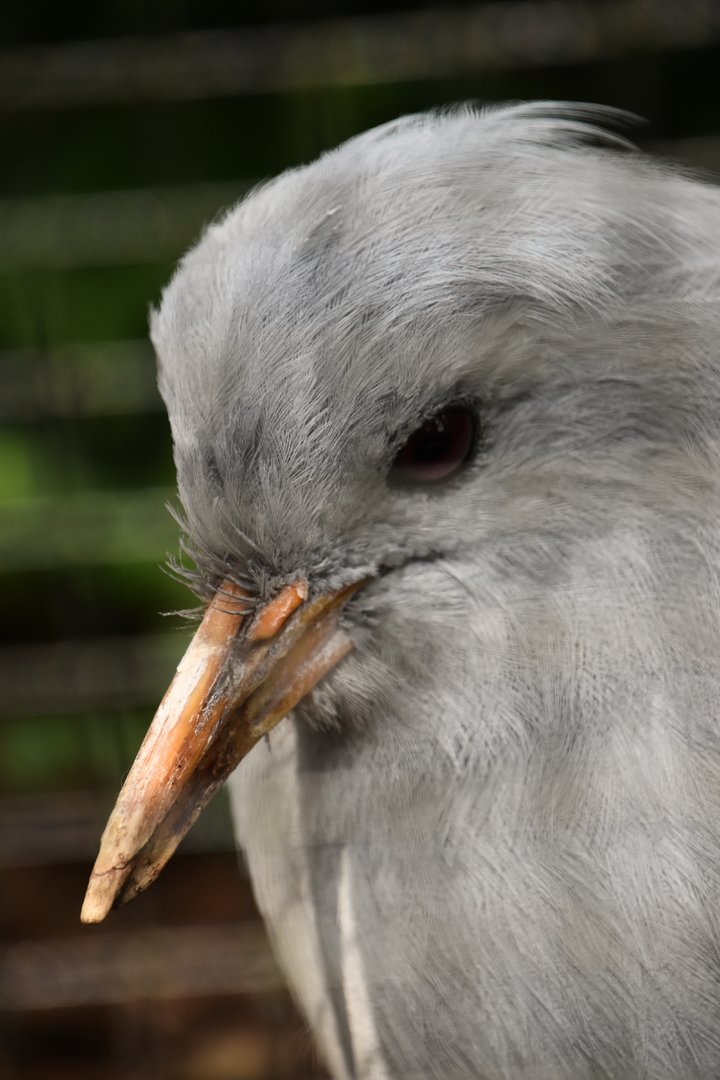 Kagu, Rhynochetos jubatus