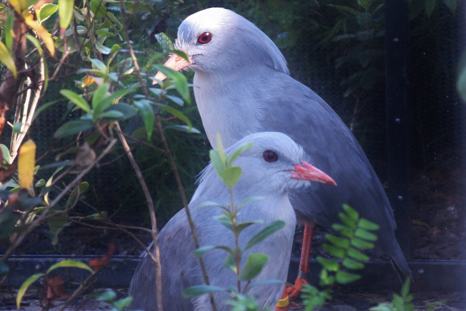 Kagu (Rhynochetos jubatus)