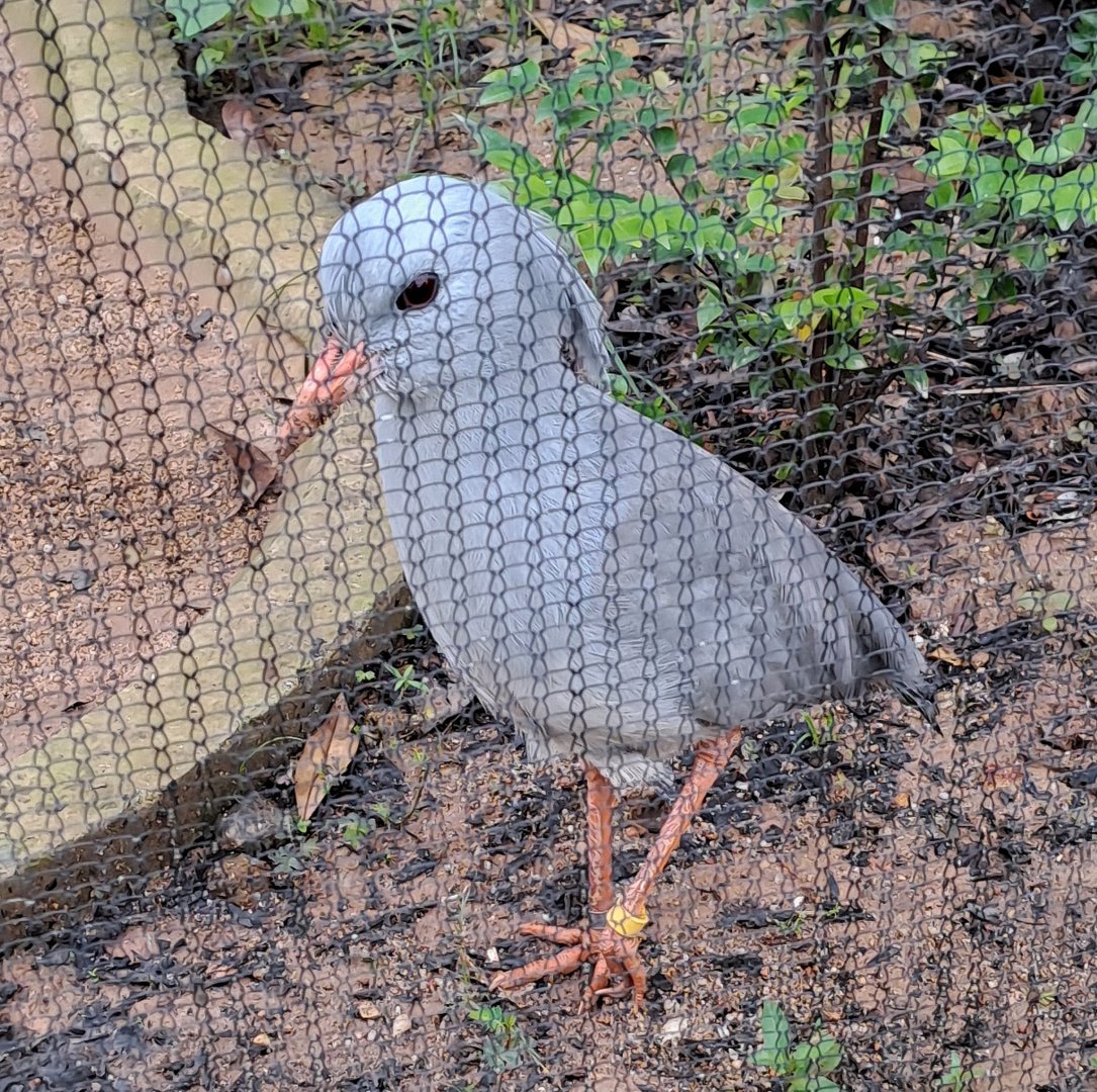 Kagu (Rhynochetos jubatus)