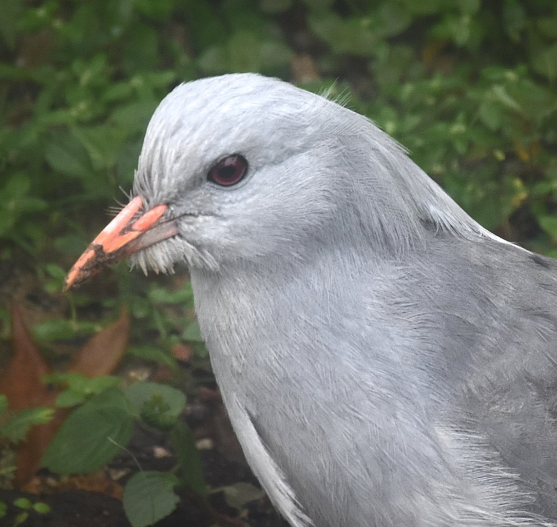 Kagu (Rhynochetos jubatus)