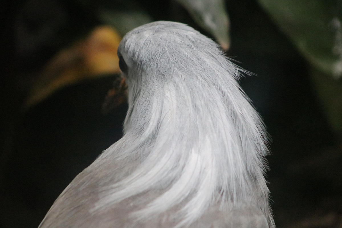 Kagu (Rhynochetos jubatus)