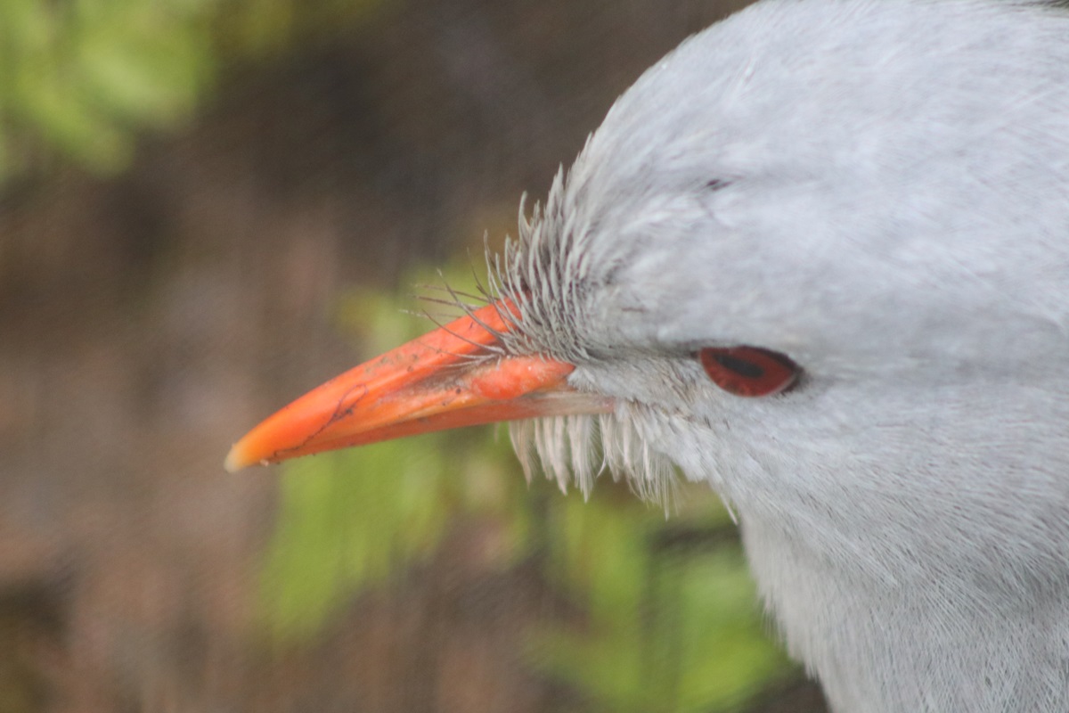Kagu (Rhynochetos jubatus)