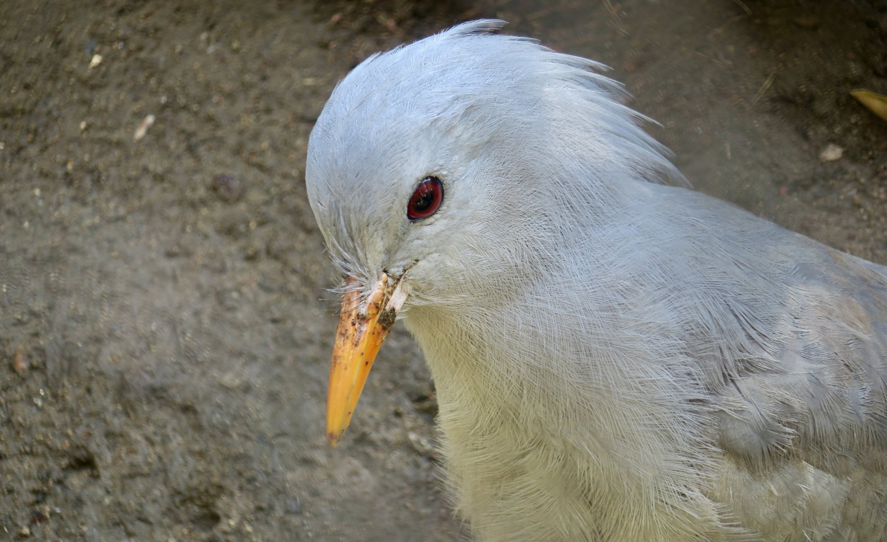 Kagu (Rhynochetos jubatus)