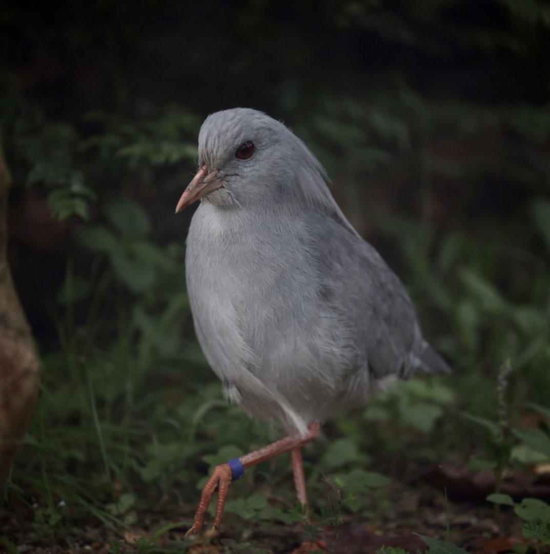 Kagu (Rhynochetos jubatus)