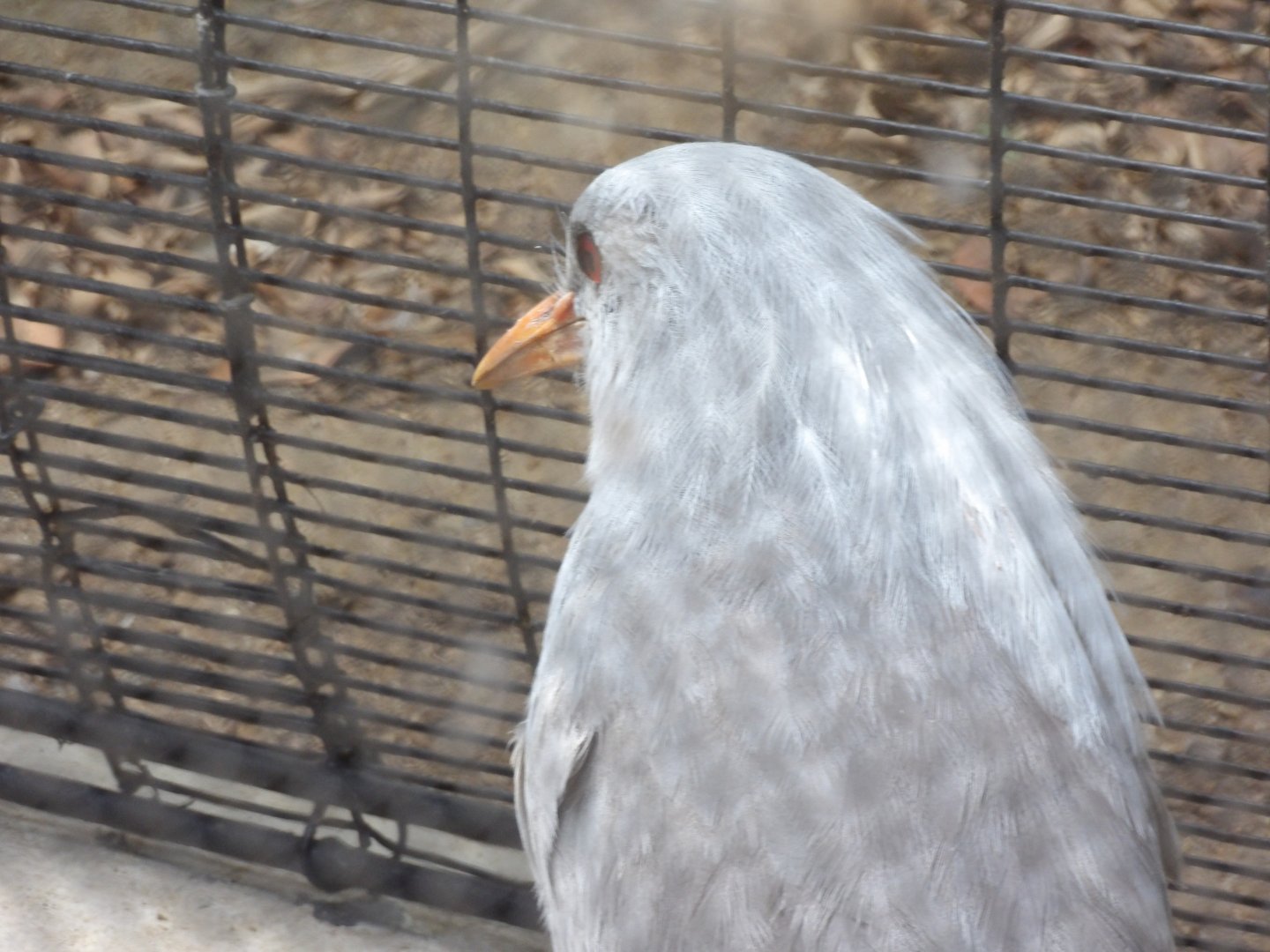 Kagu(Rhynochetos jubatus)