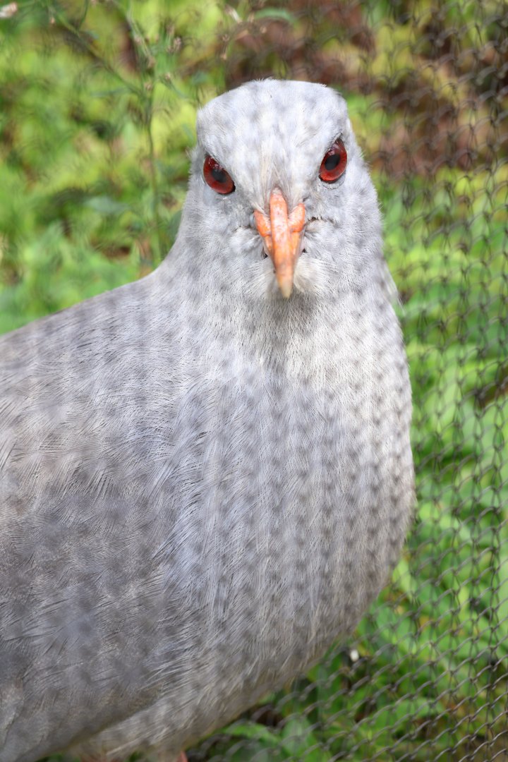 Kagu (Rhynochetos jubatus)