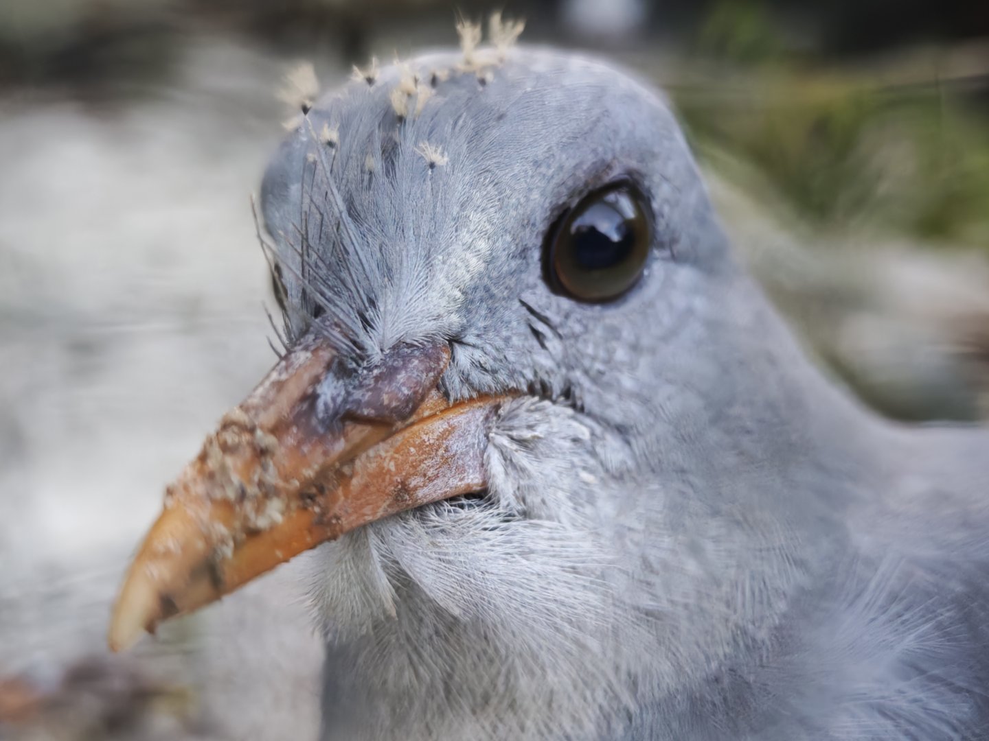 Kagu (Rhynochetos jubatus)