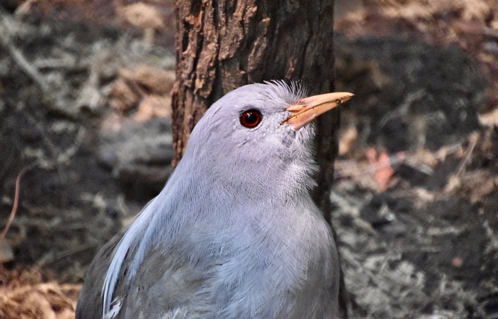 Kagu (Rhynochetos jubatus)