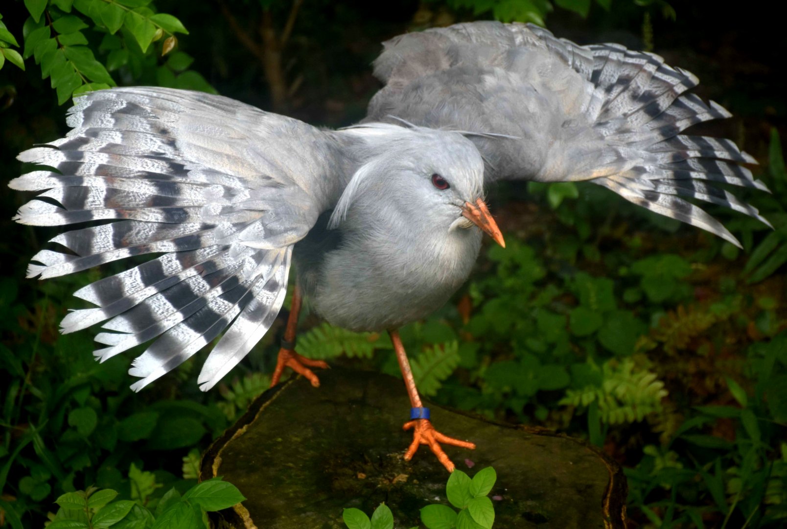 Kagu (Rhynochetos jubatus)