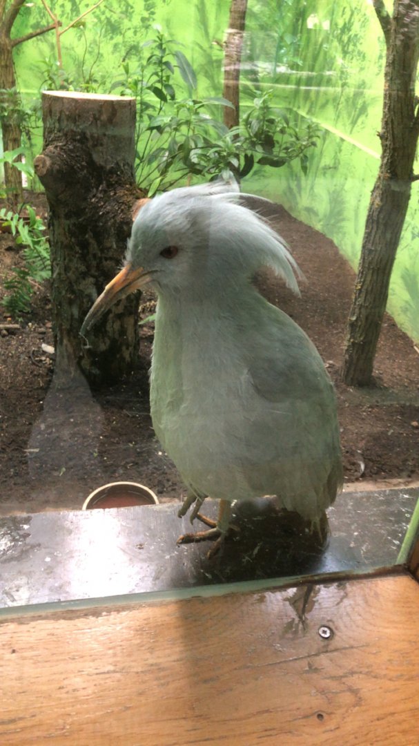 Kagu (Rhynochetus jubatus)
