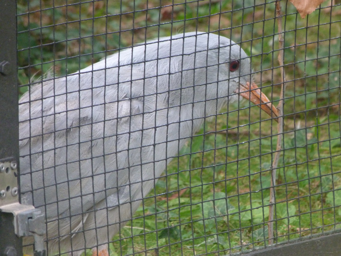Kagu -Zoologischer Garten Berlin (2024)