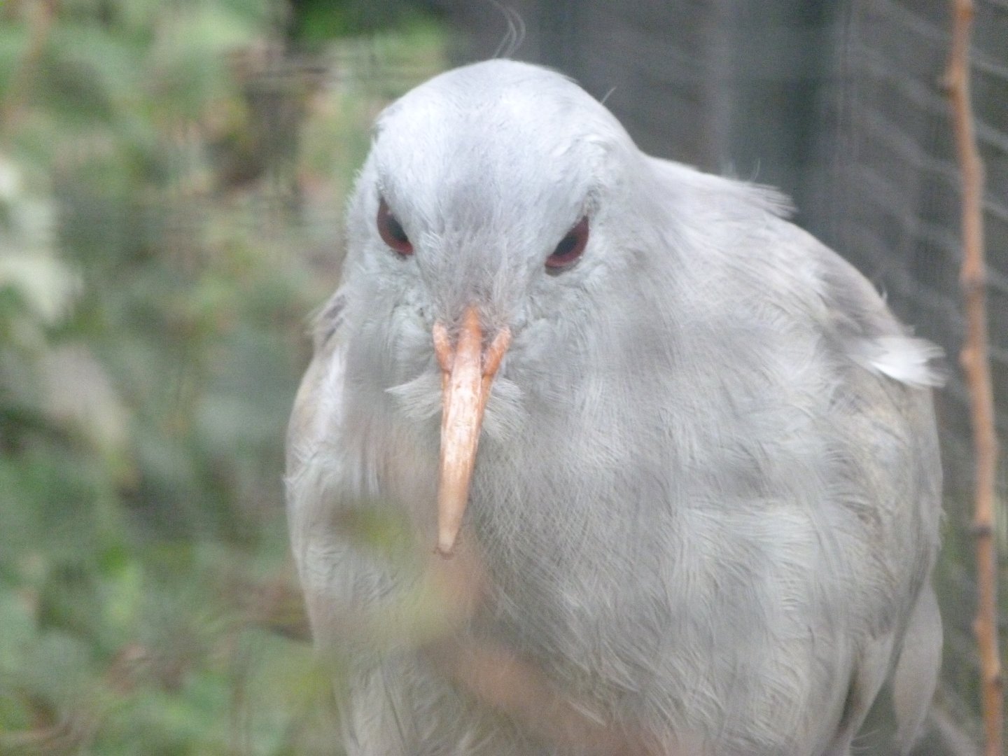Kagu -Zoologischer Garten Berlin (2024)