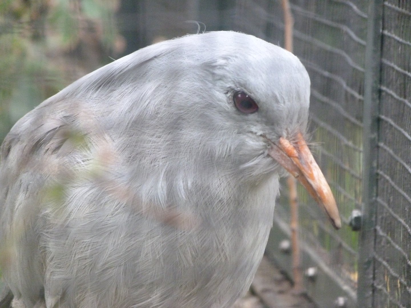 Kagu -Zoologischer Garten Berlin (2024)