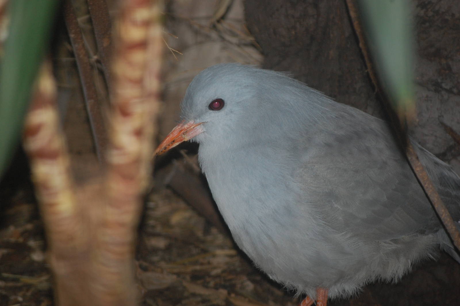 Kagu