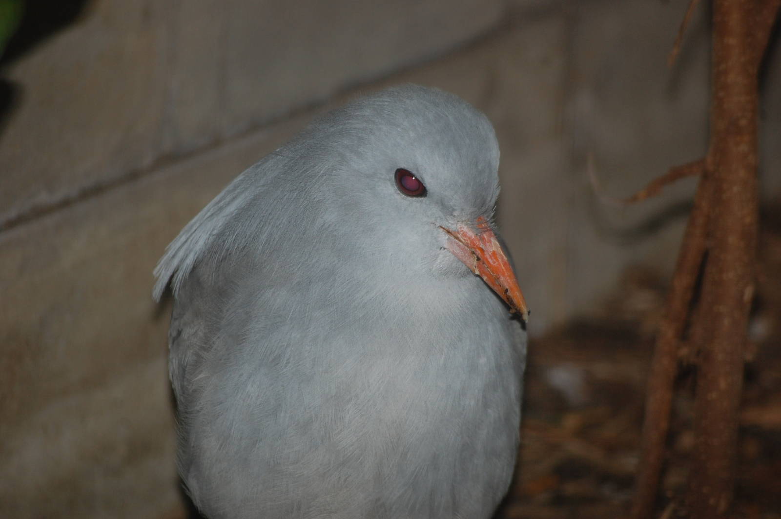 Kagu