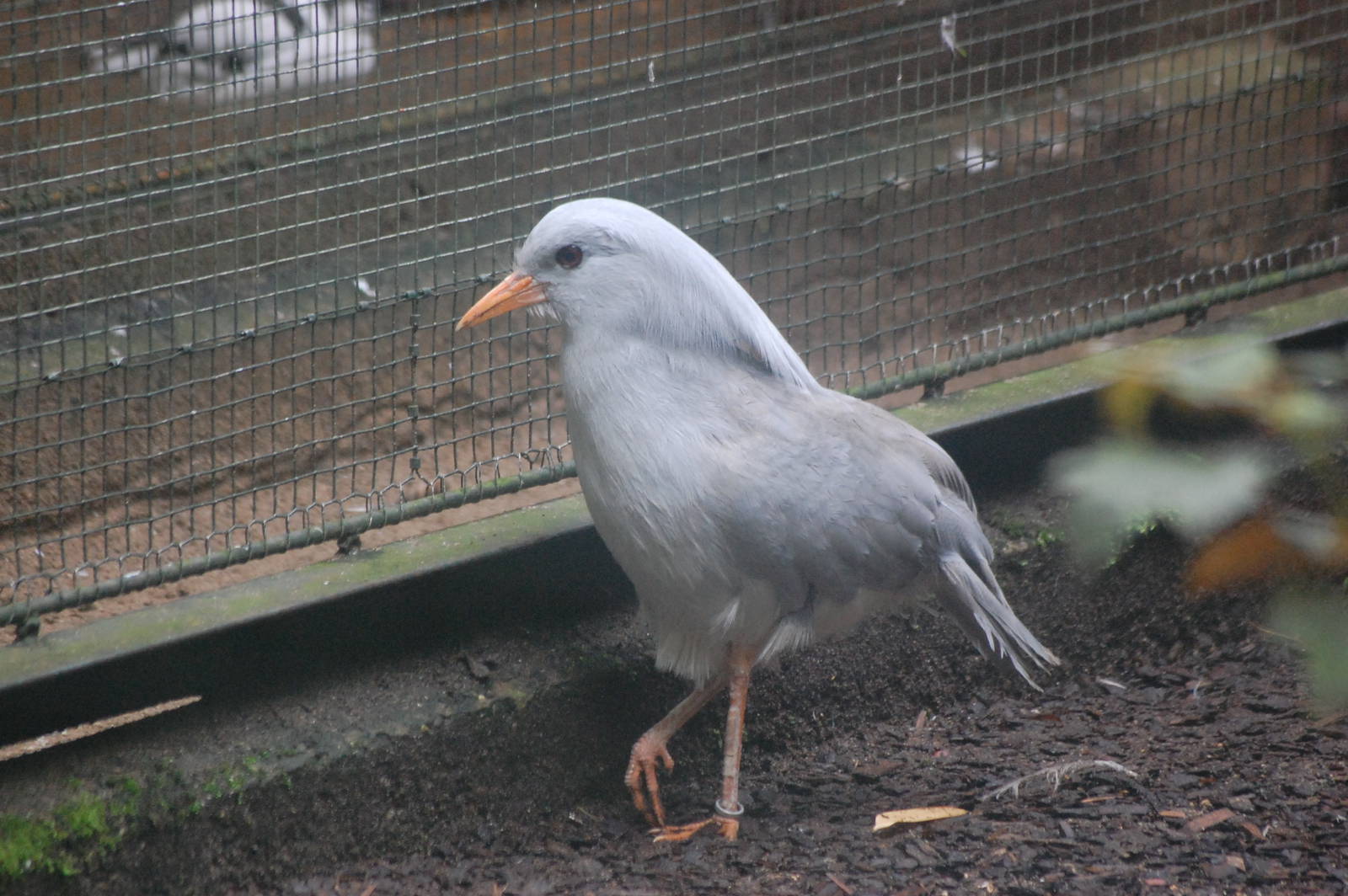 Kagu